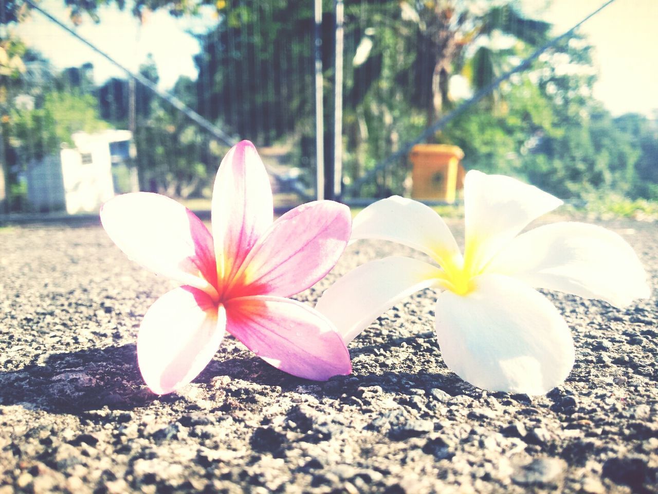 flower, petal, fragility, flower head, freshness, growth, close-up, beauty in nature, pink color, focus on foreground, nature, blooming, plant, in bloom, day, single flower, outdoors, no people, white color, blossom