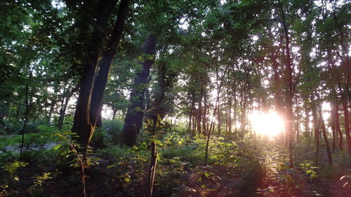 Trees in forest against sky