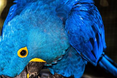 Close-up of parrot