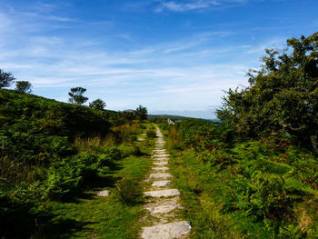 Footpath leading towards trees