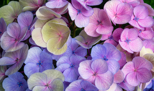 High angle view of pink hydrangea flowers