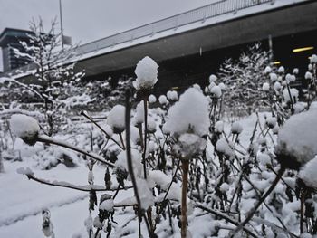 Snow covered plants against sky