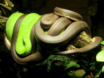 Pythons curled up on branch at zoo