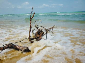 Driftwood on beach against sky