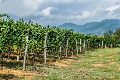 Rows of grape vines at a vineyard in tuscany, italy. summer day trees against mountains and blue sky