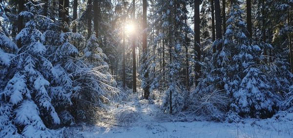 Snow covered trees in forest against bright sun