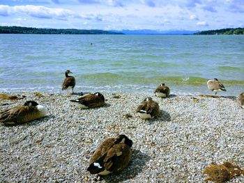 Birds perching on beach against sky