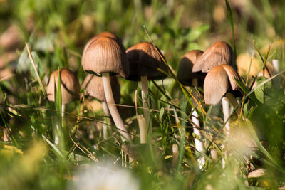 Close-up of mushroom growing on field