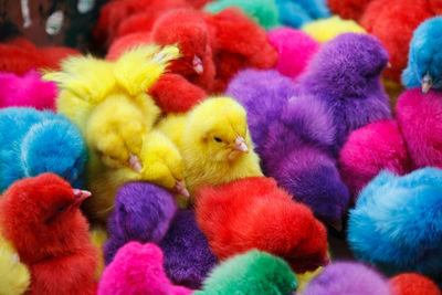Close-up of a birds