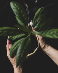 Close-up of hand holding leaves over black background