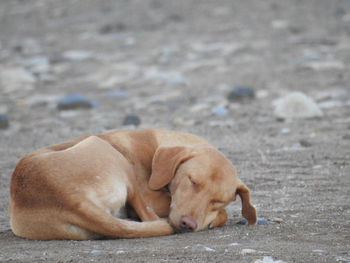 Dog sleeping on street