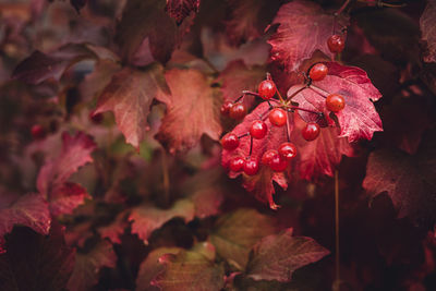 Branch with red small berries on a background of red leaves. different shades of red. autumn