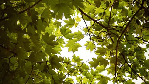 Low angle view of green leaves