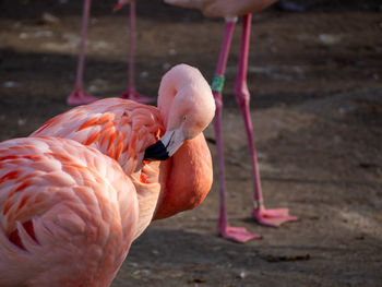 Flamingos in lake