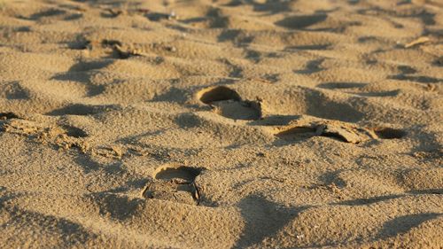 High angle view of crab on sand at beach