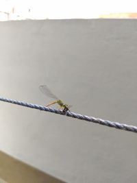 Close-up of dragonfly perching on rope