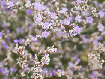 Close-up of purple flowering plant