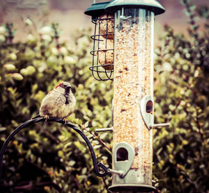 Close-up of bird perching on feeder