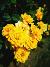 Close-up of yellow flowers