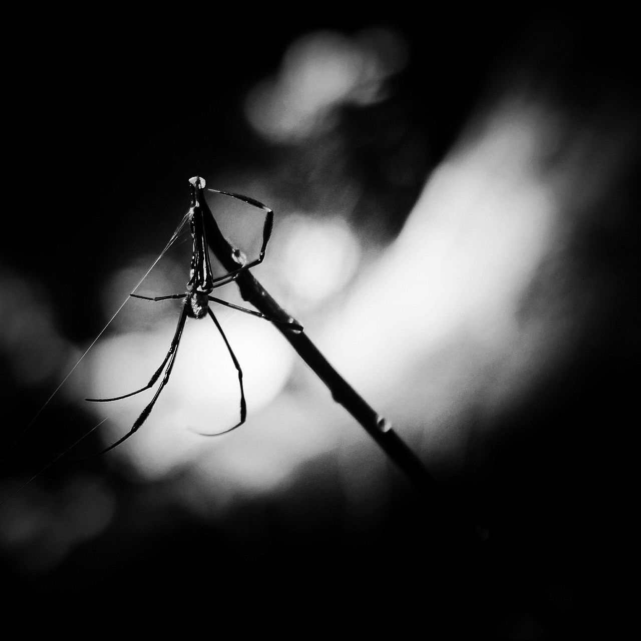 focus on foreground, close-up, spider web, twig, nature, protection, selective focus, barbed wire, outdoors, fragility, no people, stem, electricity, night, safety, dry, complexity, danger, silhouette