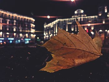 Close-up of dry leaves on illuminated city at night