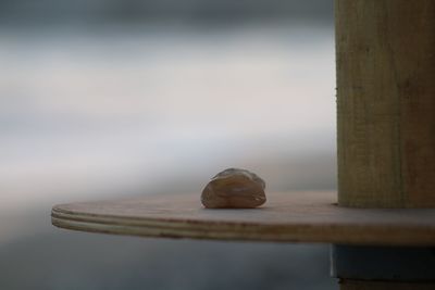 Close-up of snail on wooden table