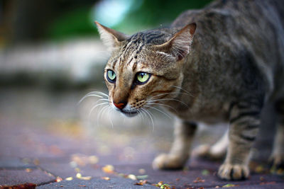 Close-up portrait of cat