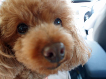 Close-up portrait of a dog