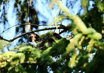 Low angle view of monkey on tree