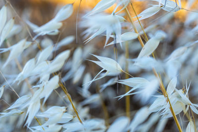 Full frame shot of crops on field