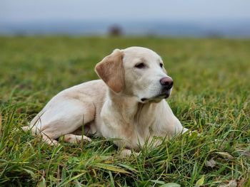 Young dog in field