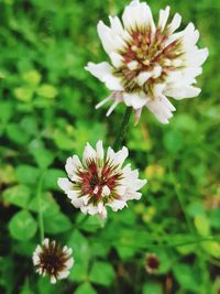 Close-up of white flowering plant on field