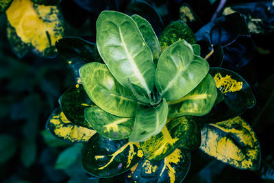 Close-up of green leaves on plant