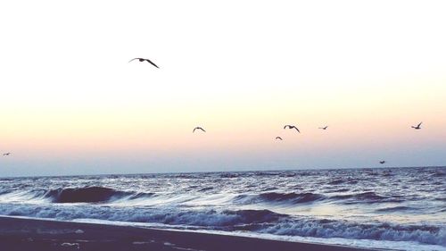 Silhouette birds flying over sea against clear sky