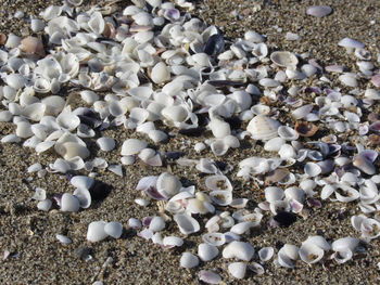 High angle view of pebbles on beach