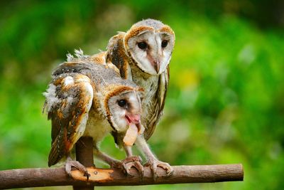 Close-up of birds perching on wood