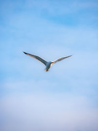 Low angle view of bird flying against clear sky