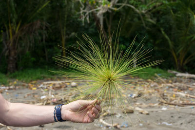 Close-up of a green seed of a tropical tree on a balinese beach in hand