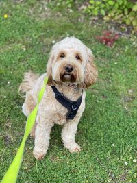 Dog on grassy field