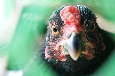 Close-up of a bird