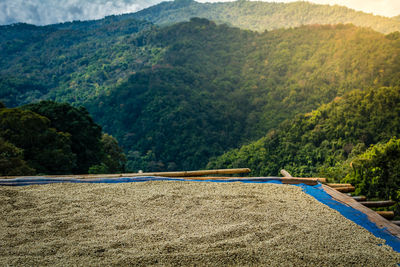 Drying raw coffee beans against mountains