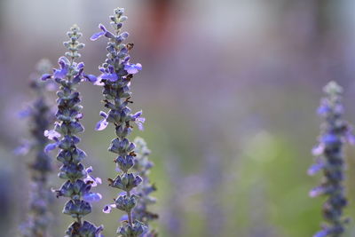 Close-up of flowering plant