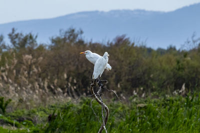 Bird on a field