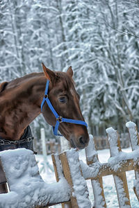 Close-up of a horse on snow