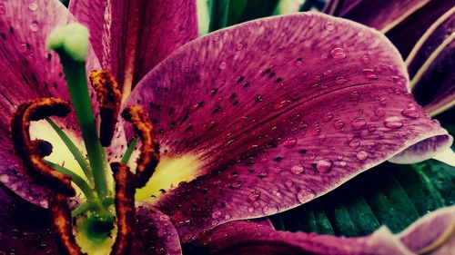 Close-up of day lily