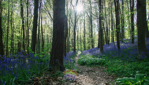 Scenic view of forest