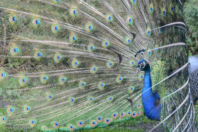 Close-up of peacock