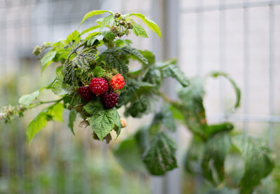 Close-up of berries growing on plant