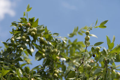 Low angle view of plant against clear sky