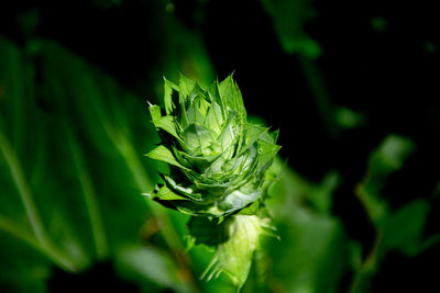 Close-up of green leaf on plant
